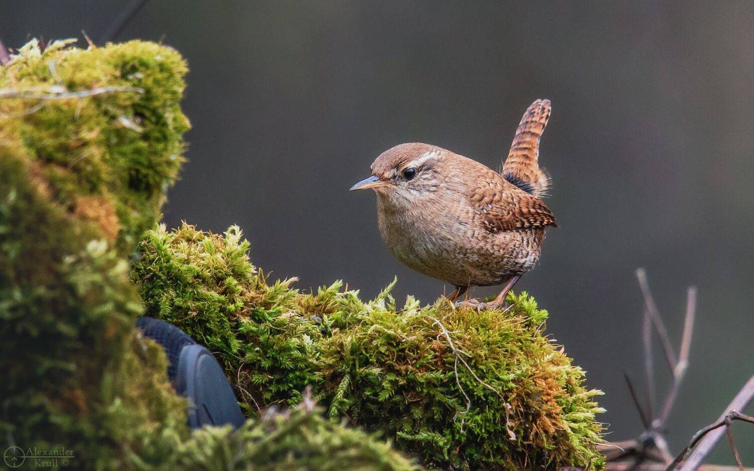 , Александр Круль