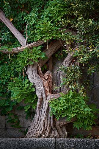 Переплетение