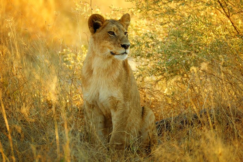 Simba фото превью