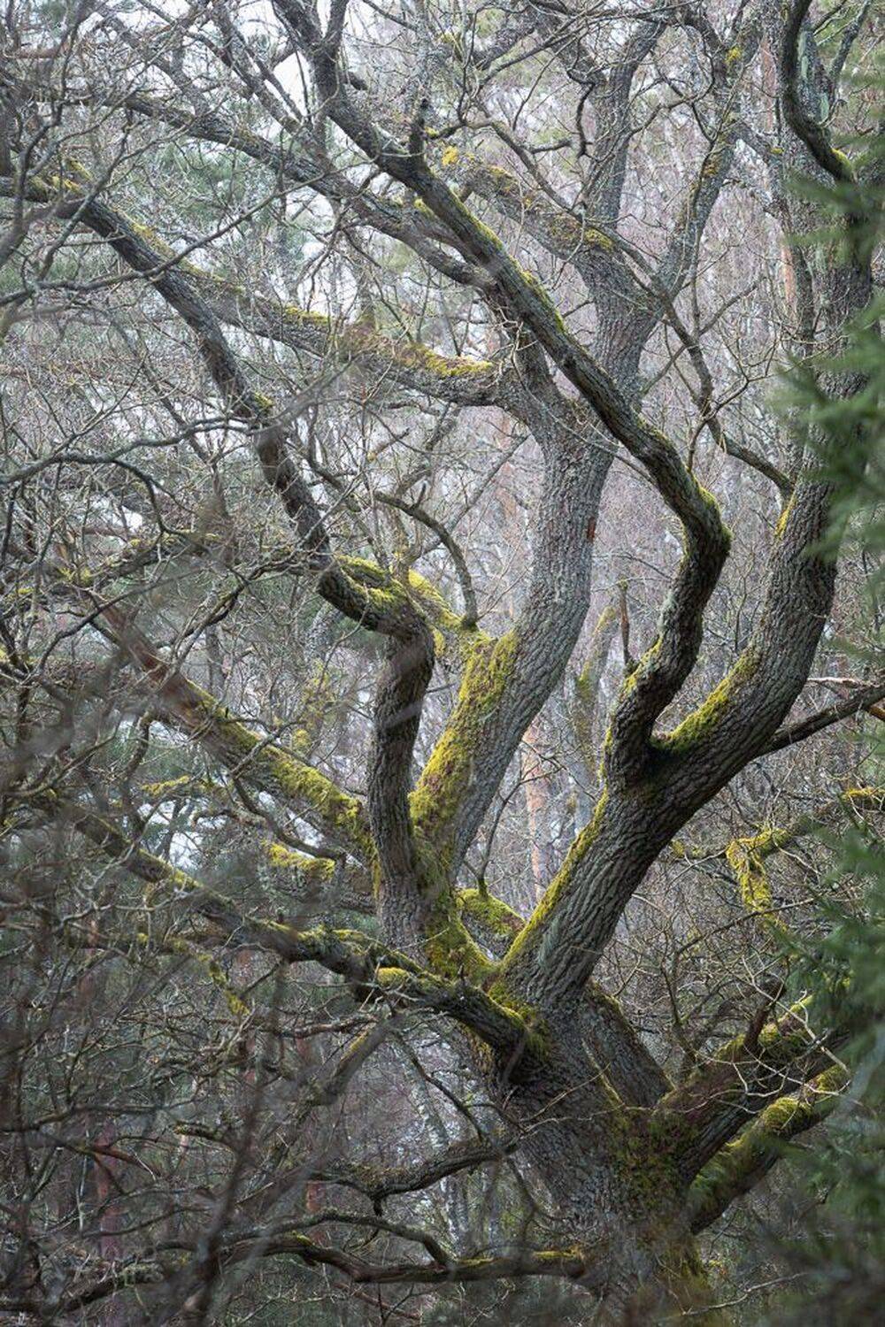forest,oak,tree,woodland,poland,trees,woods,, Adrian Szatewicz