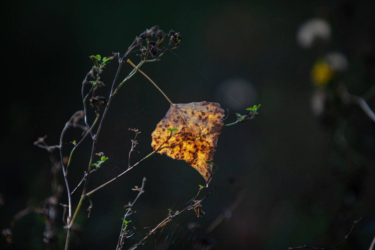 , Мартынова Ирина