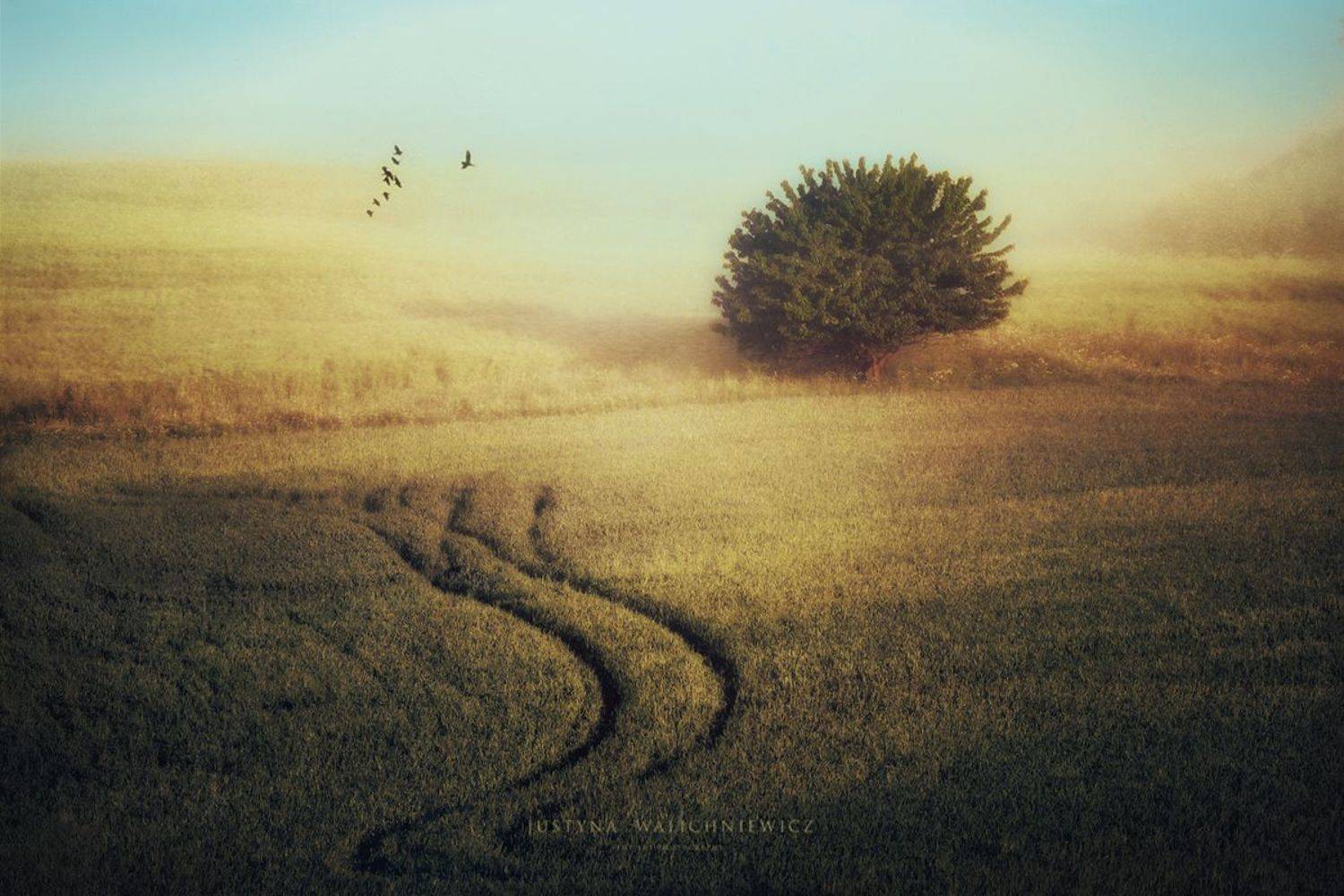 , Justyna Walichniewicz