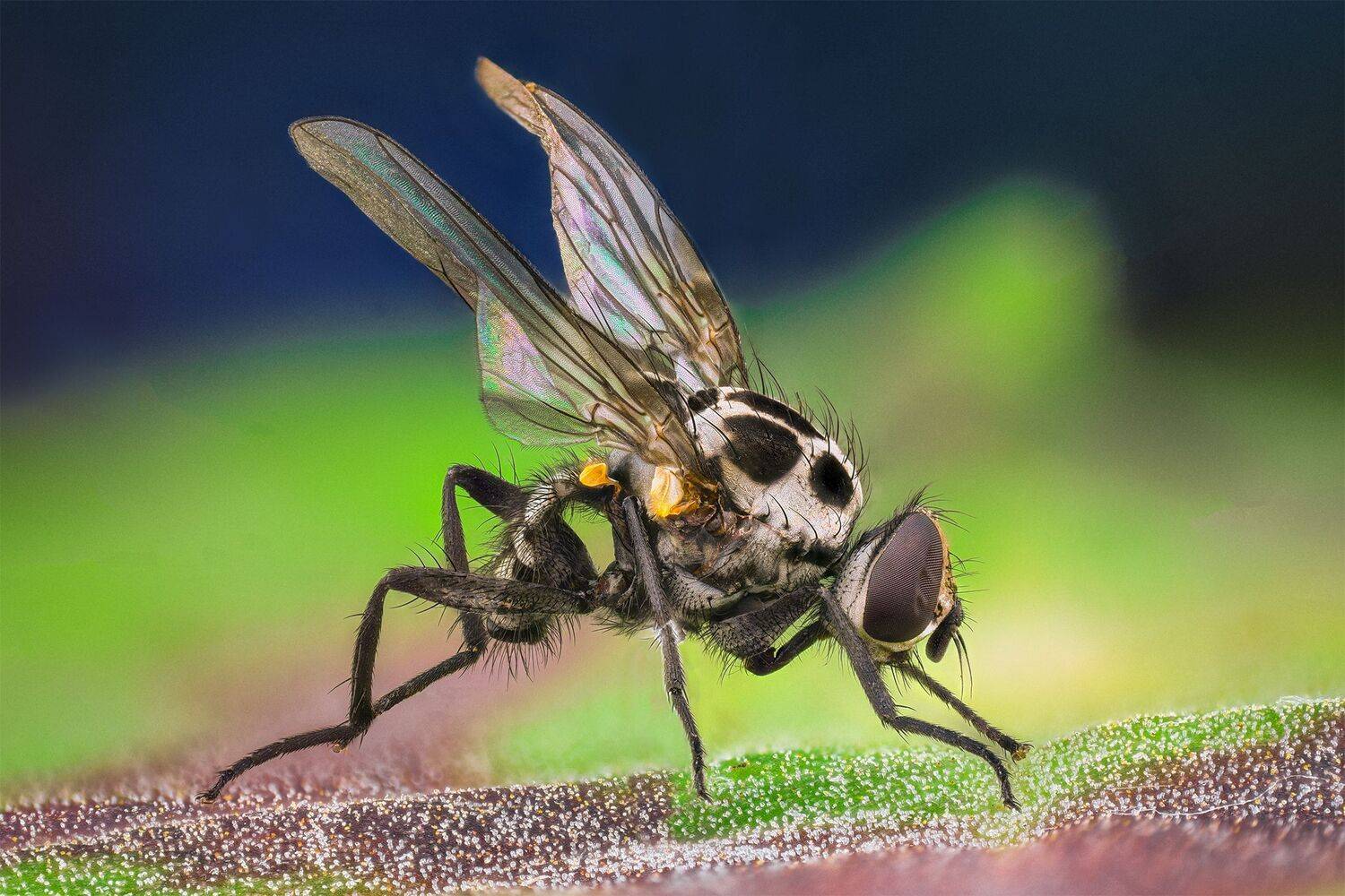 ceclii, macro, Tsvetan Ganev