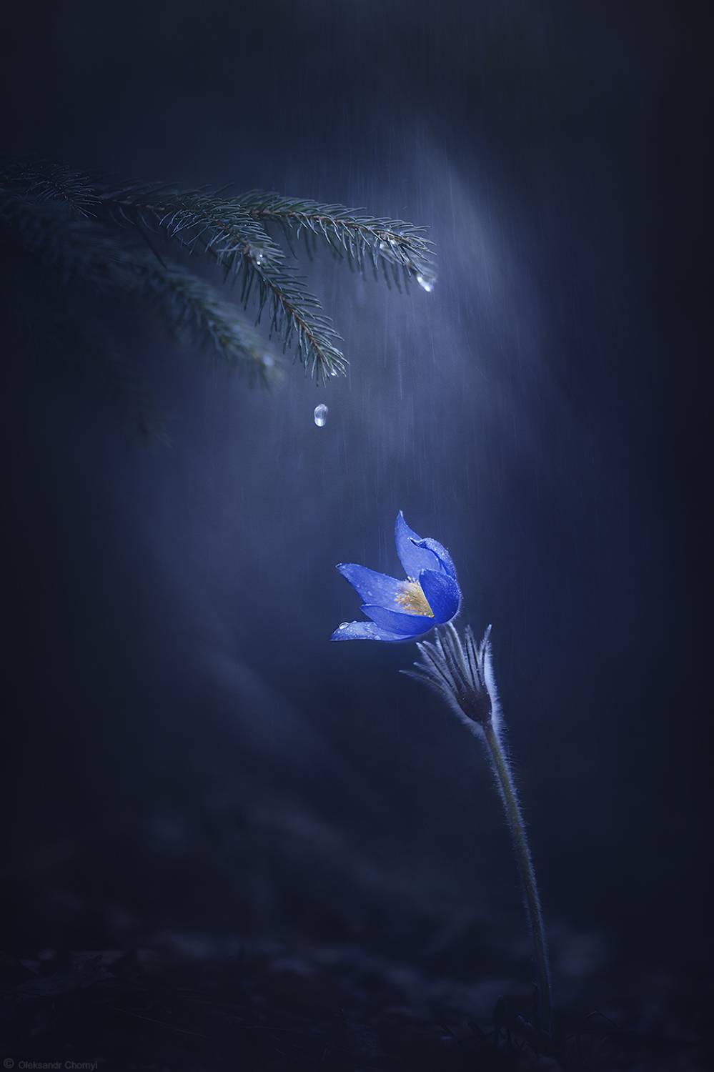 весна, апрель, цветы, сон трава, an&eacute;mone p&aacute;tens, волшебство, сказка, тишина, дождь, любовь, жизнь, макро истории, макро мир, макро красота, вдохновение,, Александр Чорный