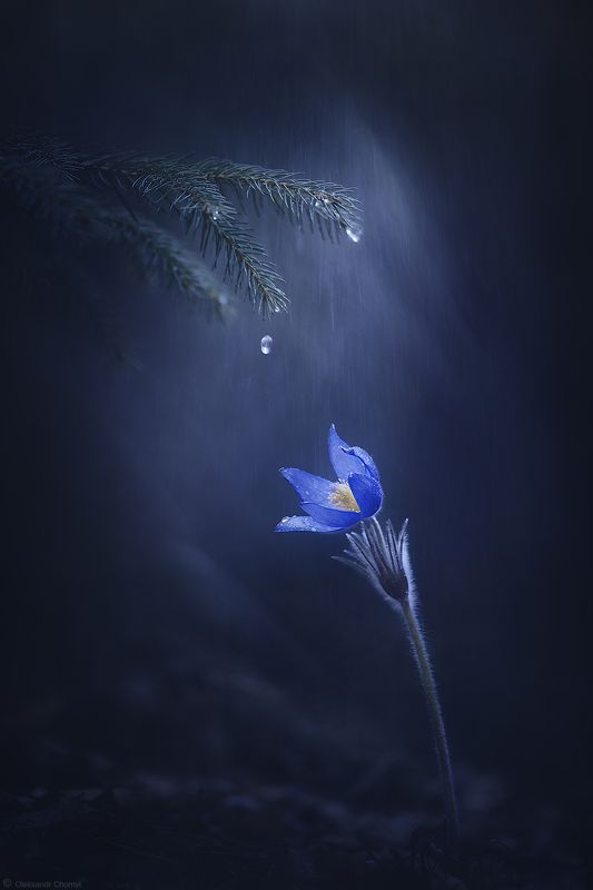 весна, апрель, цветы, сон трава, anémone pátens, волшебство, сказка, тишина, дождь, любовь, жизнь, макро истории, макро мир, макро красота, вдохновение, \