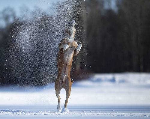 Танцующая собака