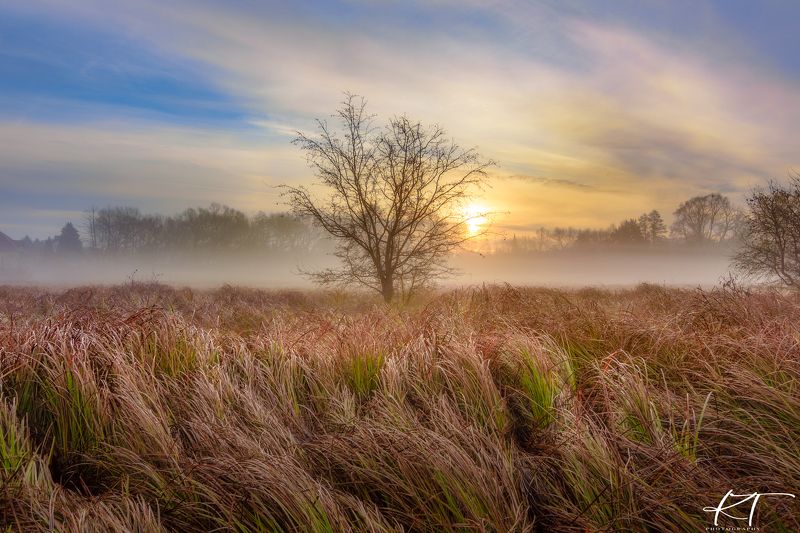thick grass  tree  sunrise  light  autumn fog  atmosphere  landscape  nature  sky  clouds  sun  Photography  No People  Landscape - Scenery The beauty of the autumn sunrise фото превью