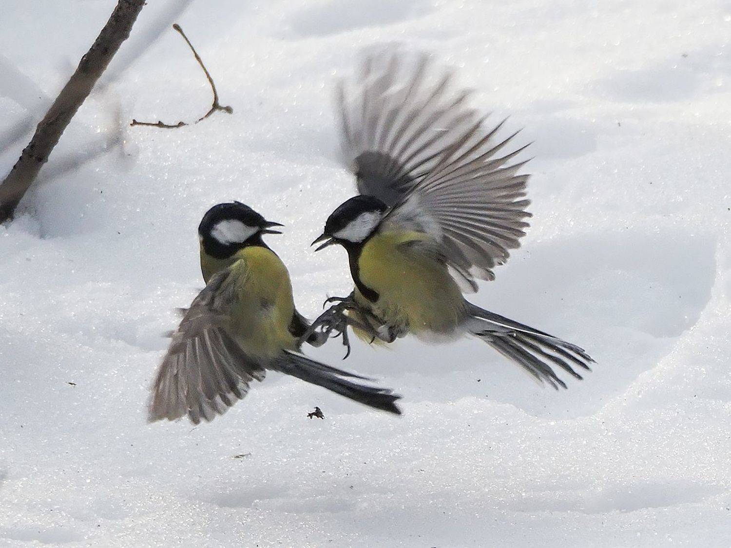 , Сергей Духанин