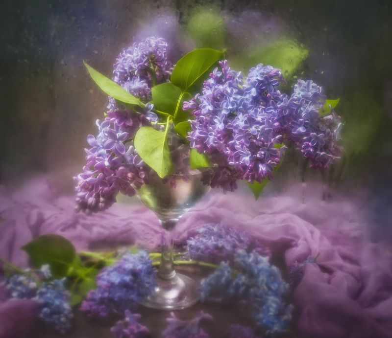 Сиренька фото превью