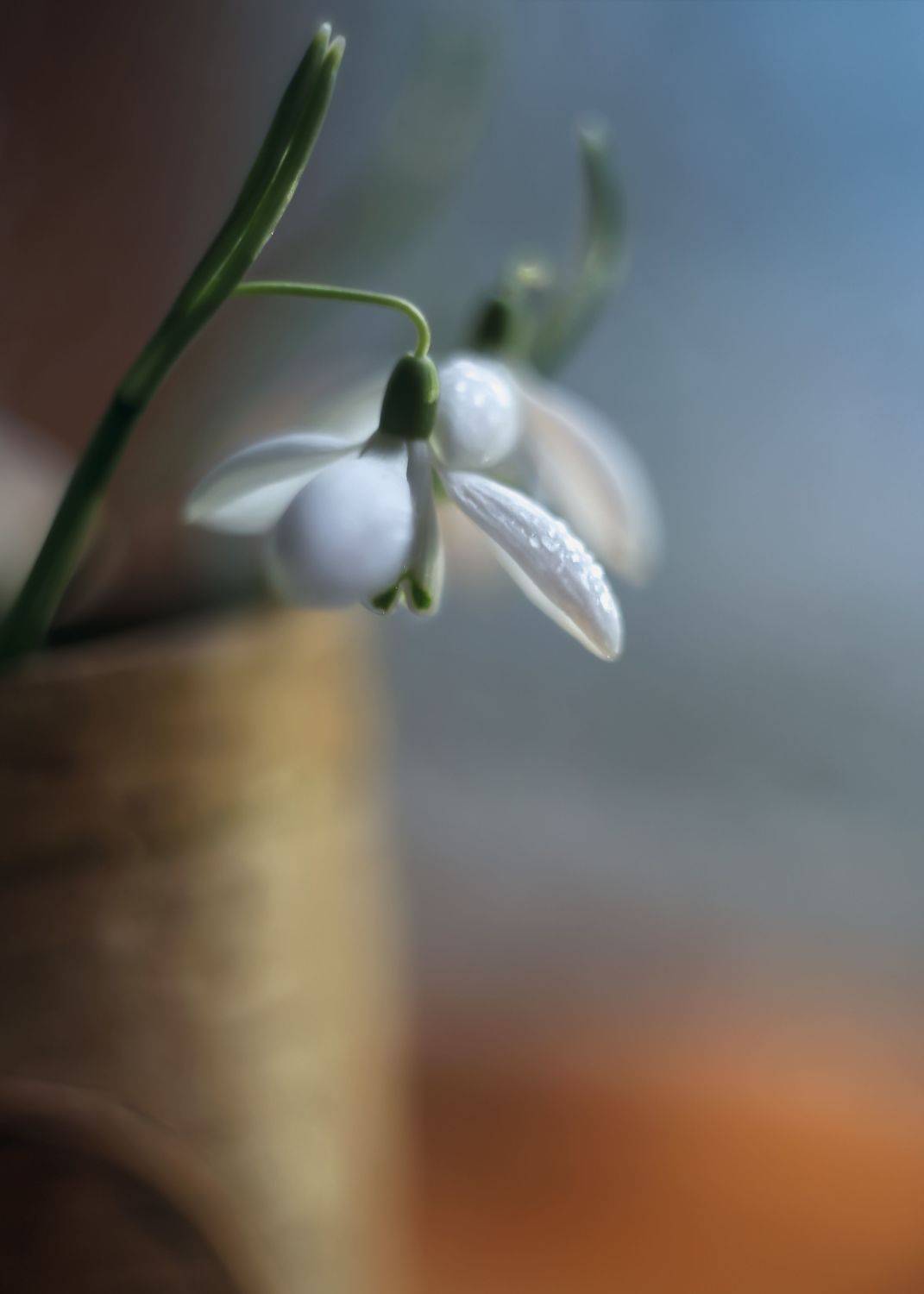 весна, акварель,макро,гелиос 44,беларусь, подснежники,старый объектив,ирина горюкина,беларусь, Ирина Горюкина