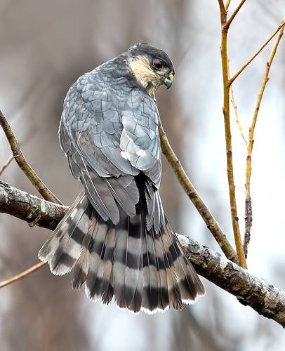 Ястреб купера - Cooper's hawk