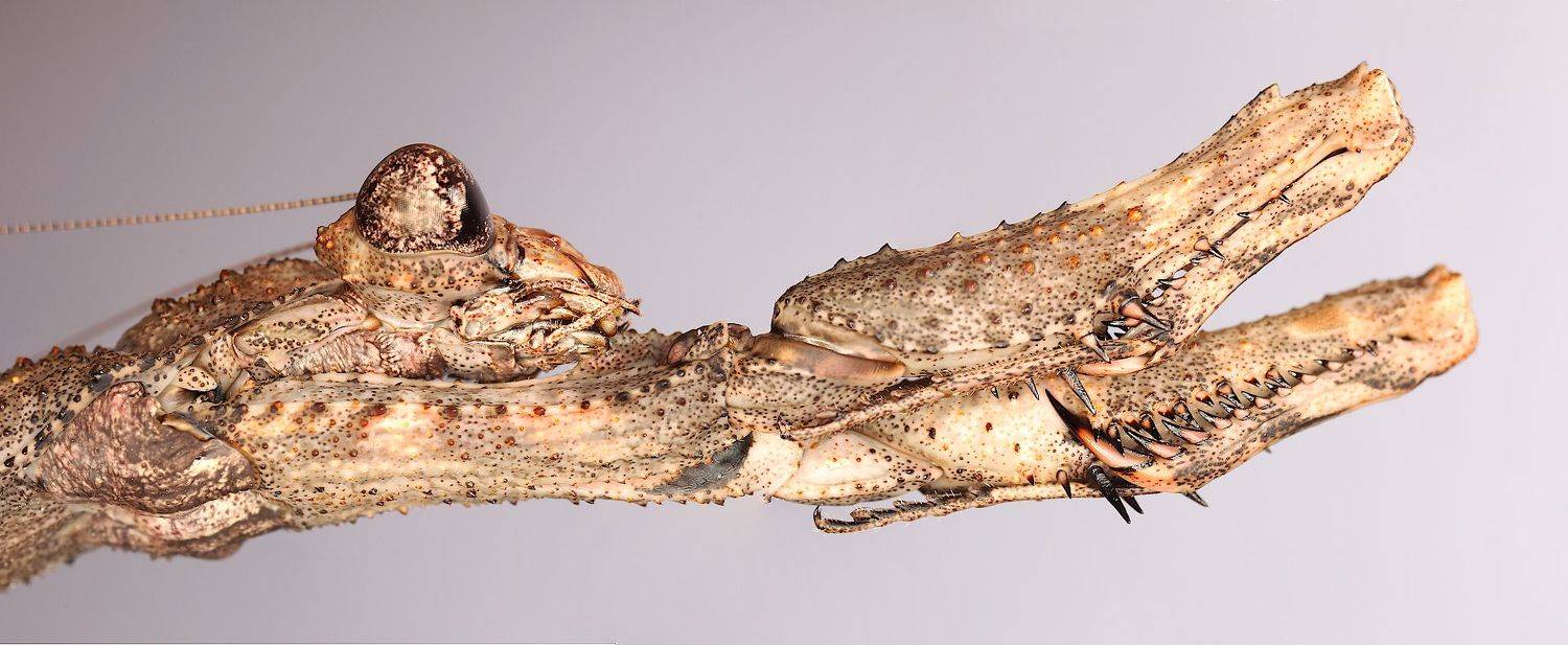 popa spurca богомол, Александр Зорин