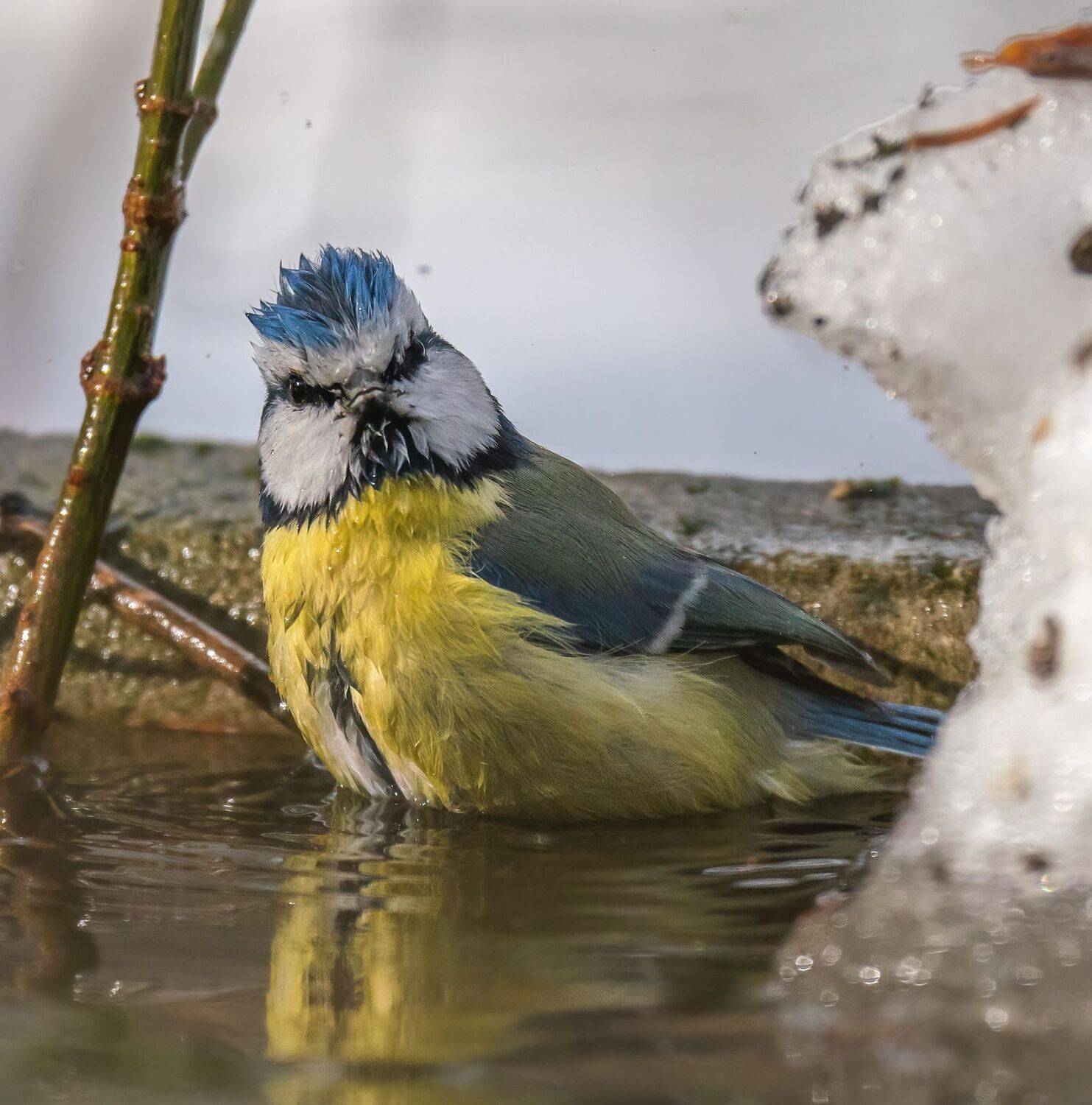 , Константин Дэм