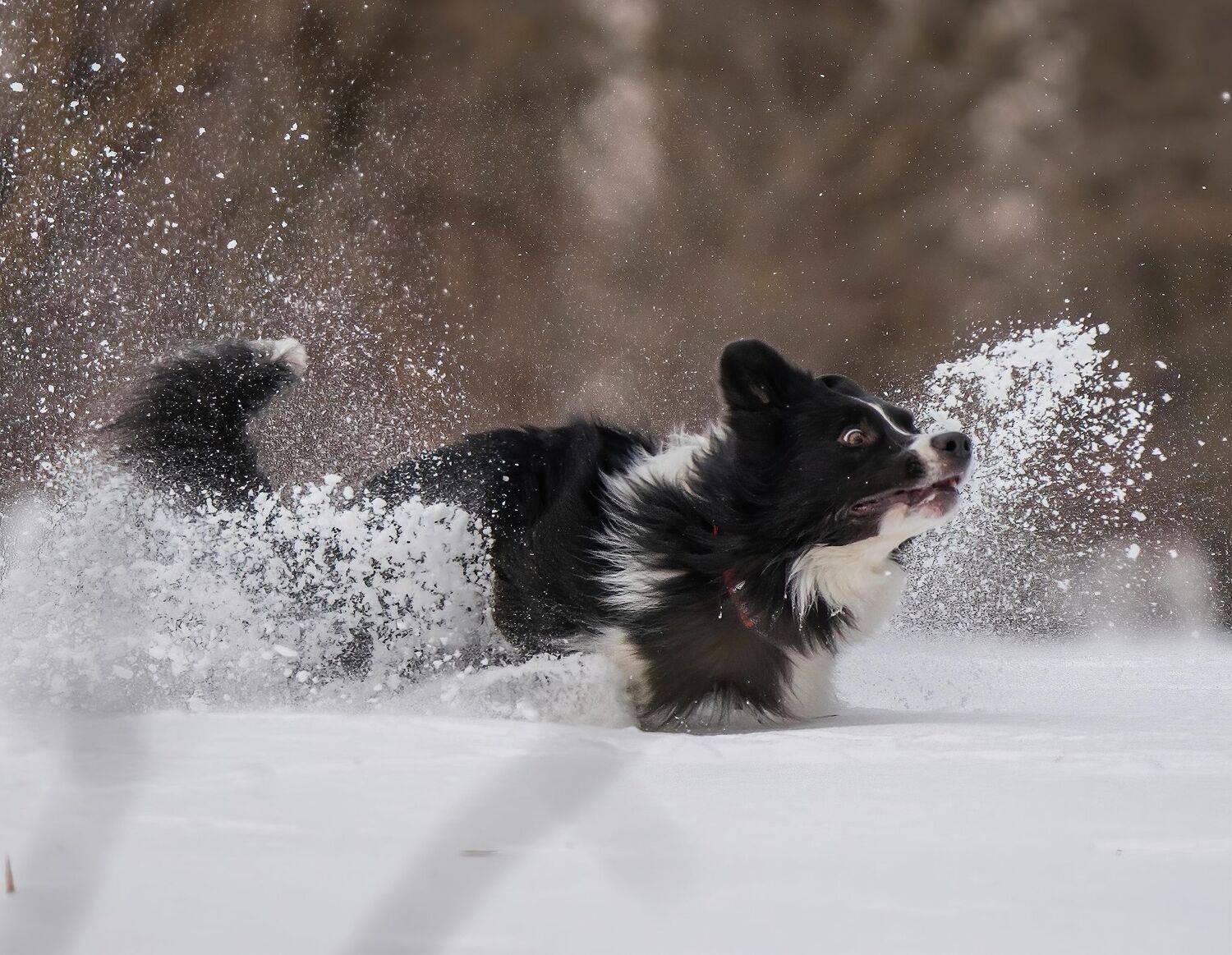 , Константин Дэм