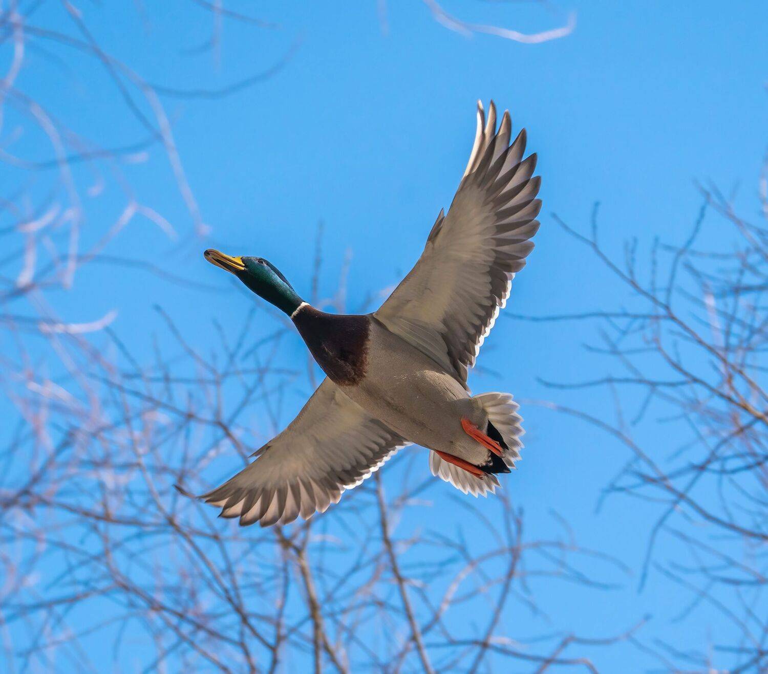 , Константин Дэм