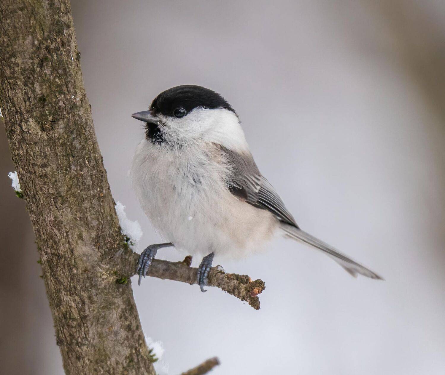 , Константин Дэм