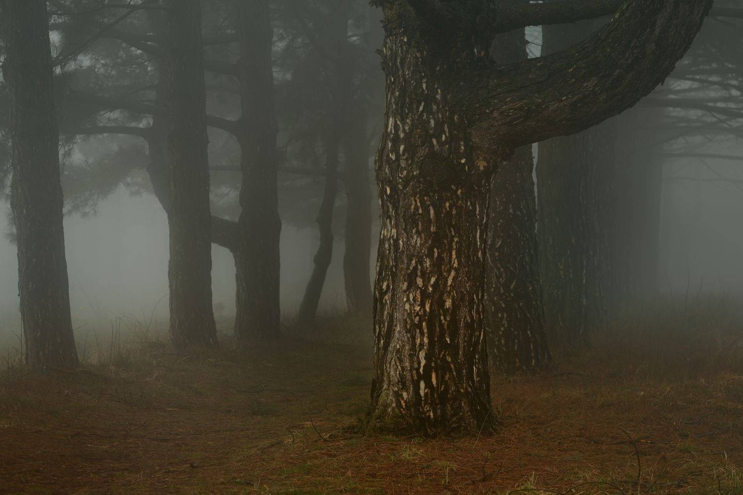 зима туман лес утро, Александр Жарников