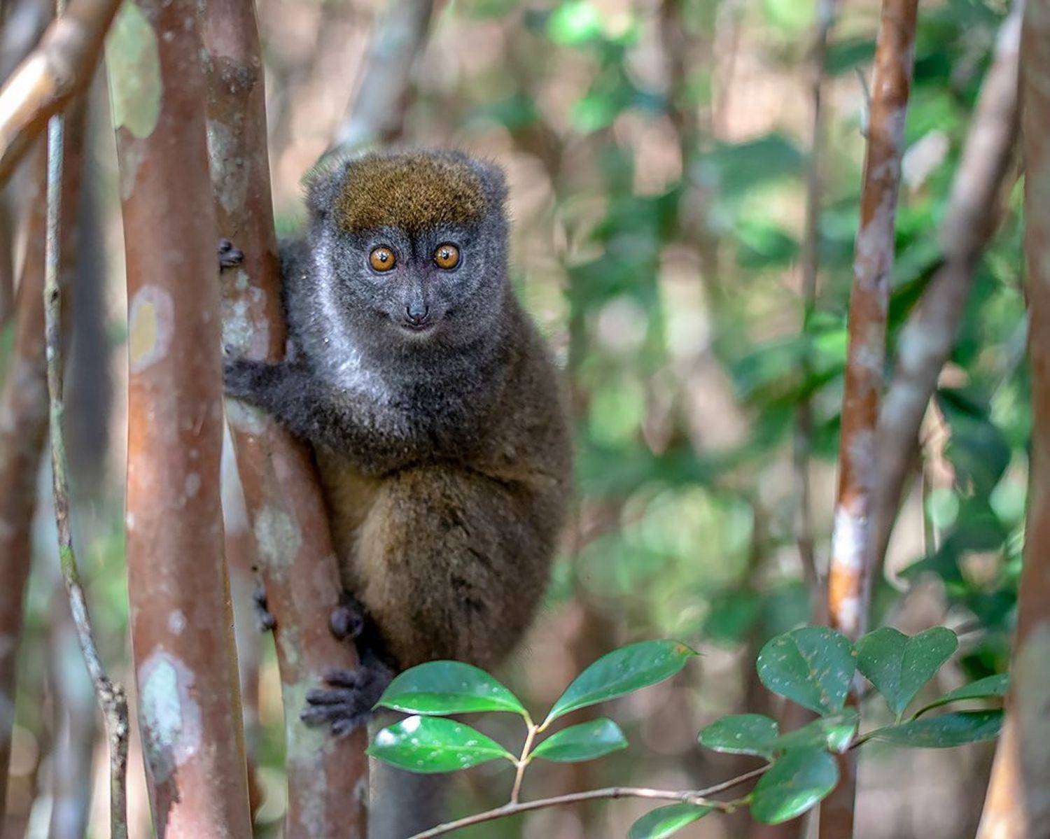 , Сергей Савви