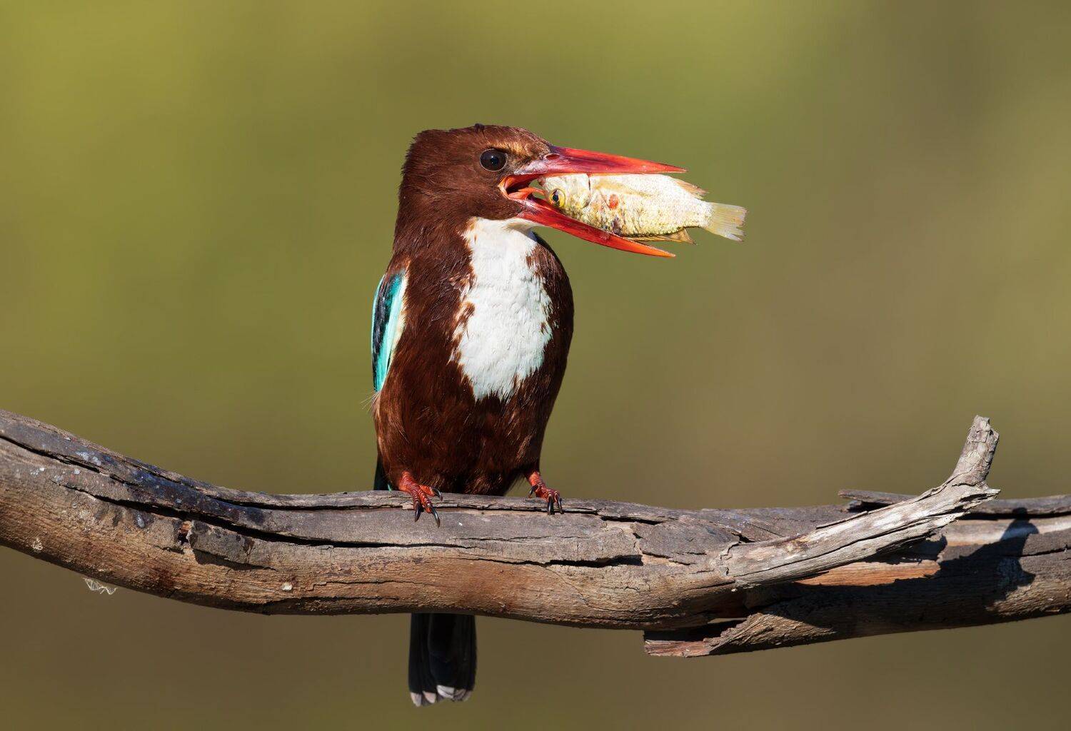 , Евгений Фруман