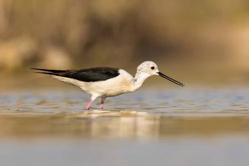 Birds of Bahrain