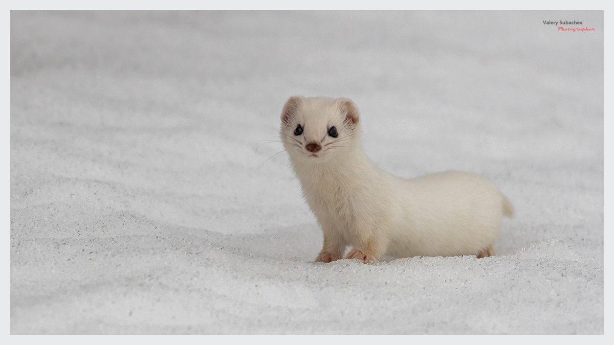 , Валерий Субачев