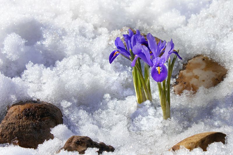 До весны одни сутки, прощай февраль... фото превью