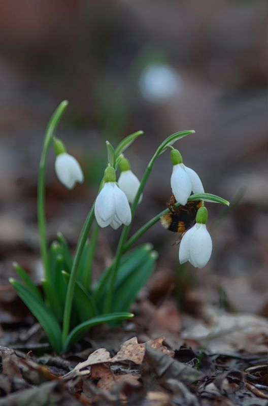 крым, севастополь, зима, подснежники, crimea, nature Февраль фото превью