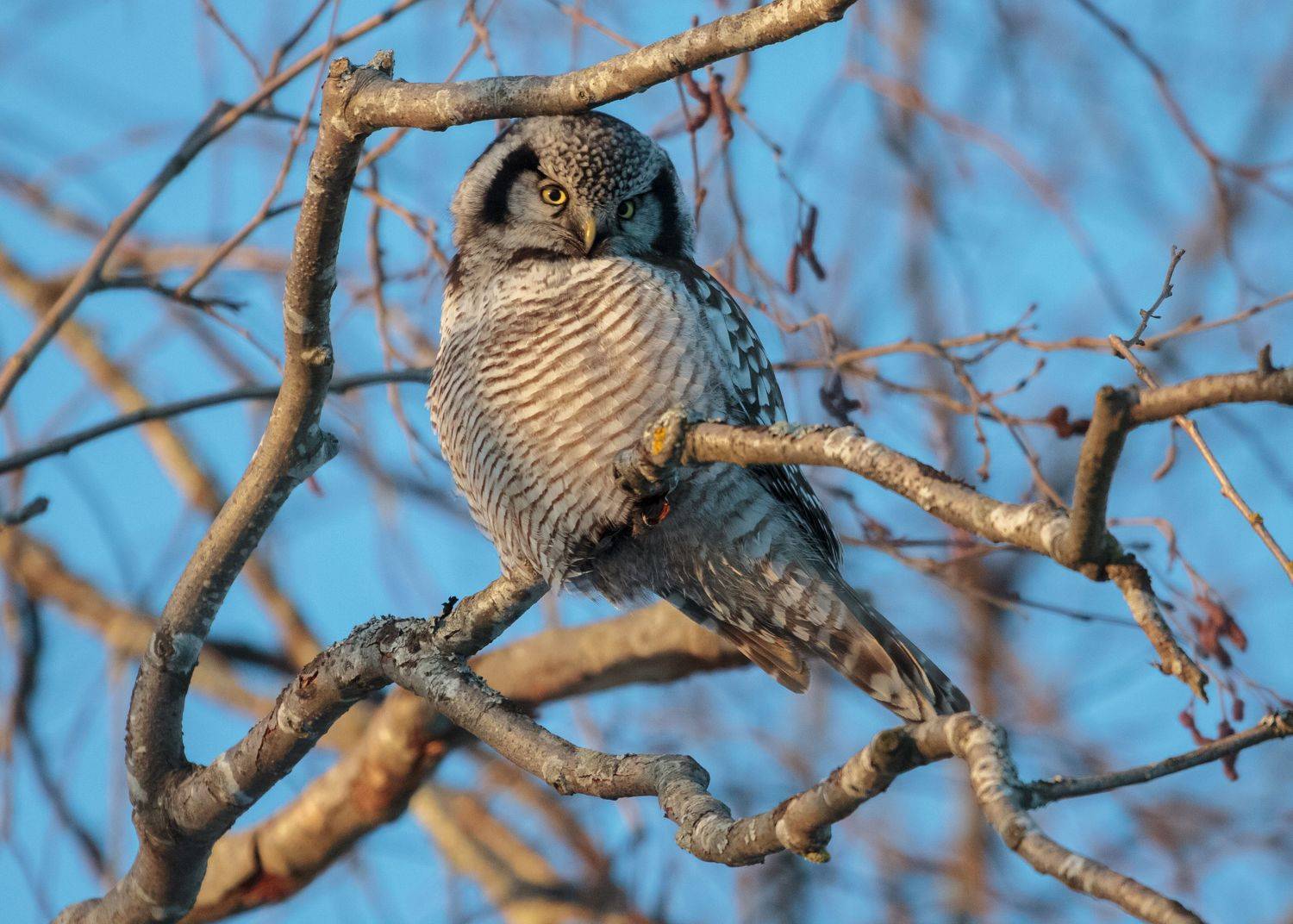 сова, птица, Светлана Холодняк