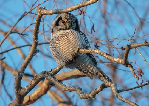 На посту. Кокетливо.
