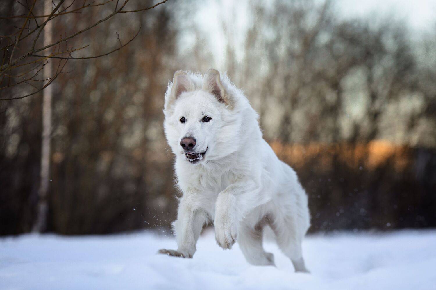 , Андрей Ершов