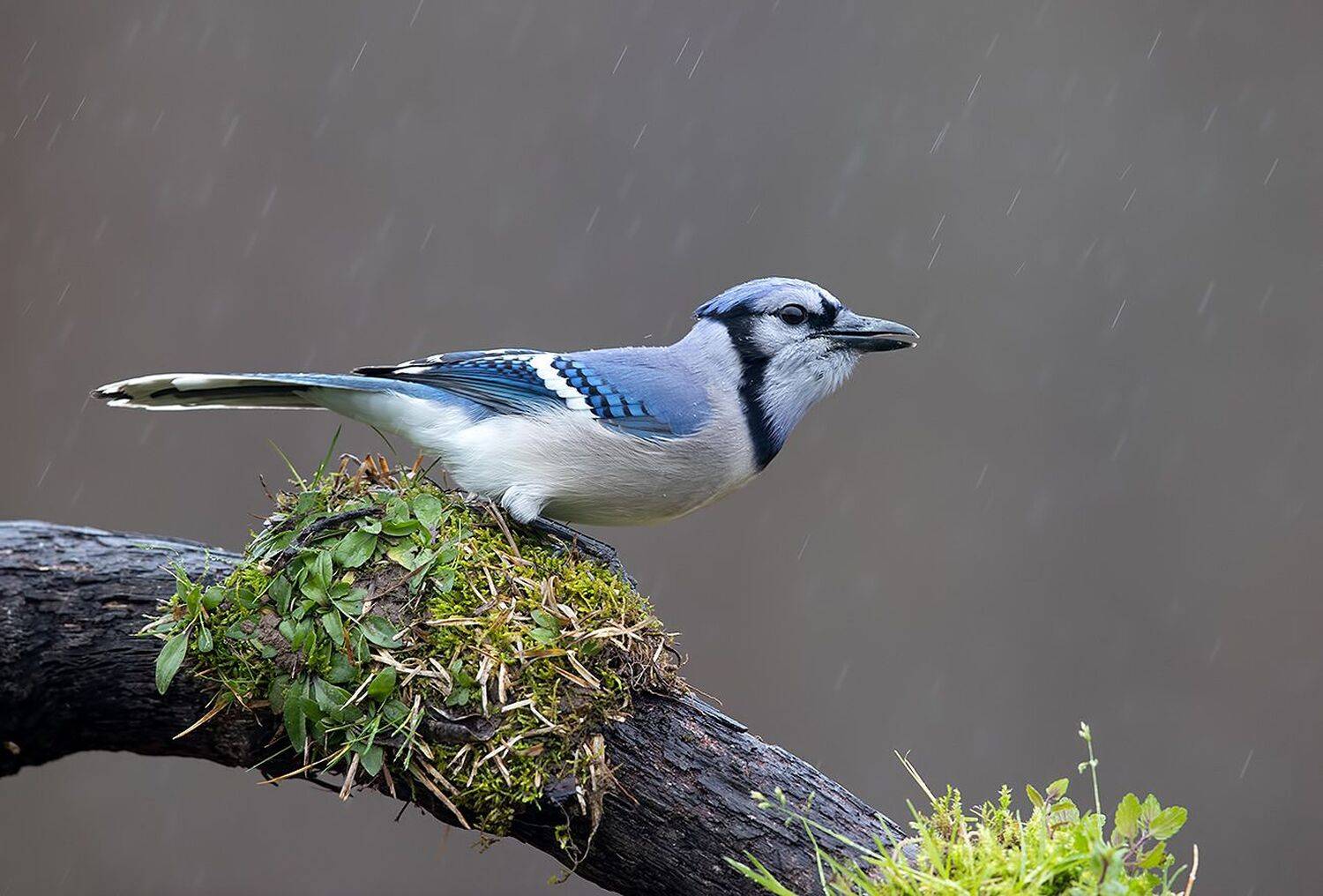 сойка, голубая сойка, jay, blue jay, зима, дождь, Etkind Elizabeth