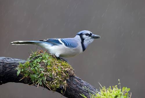 Blue Jay - Голубая сойка