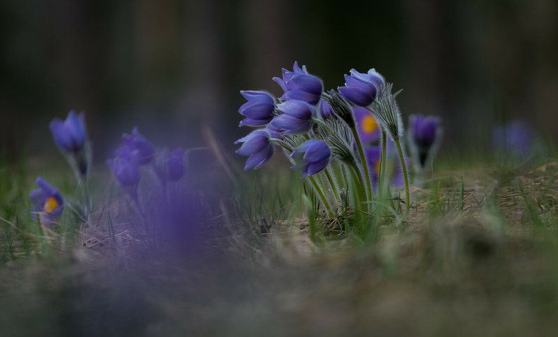 прострел раскрытый, сон-трава, первоцветы, цветы, flowers, primulas, pulsatilla patens Spring is coming фото превью
