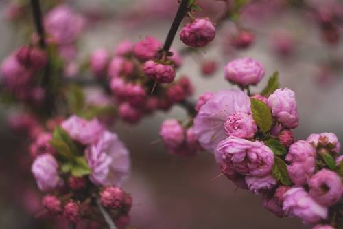 миндаль цветёт