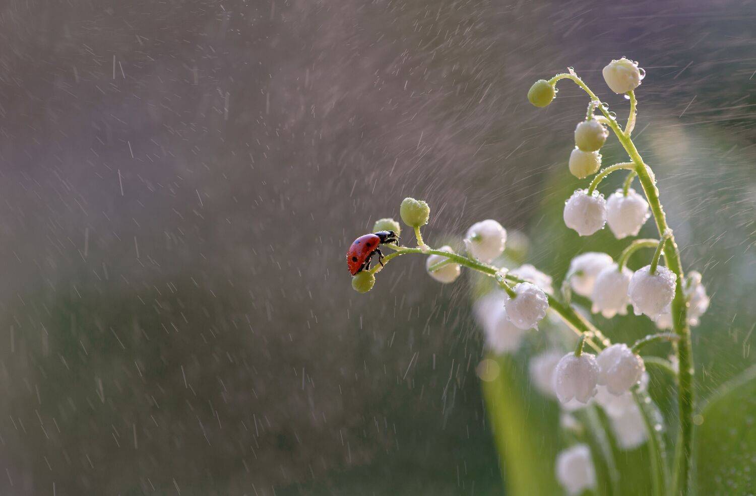 , Таня  Маркова