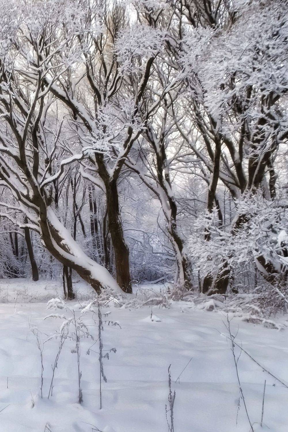 пейзаж, природа, nature, landscape, winter, зима, лес, forest, деревья, Julia Kaissa