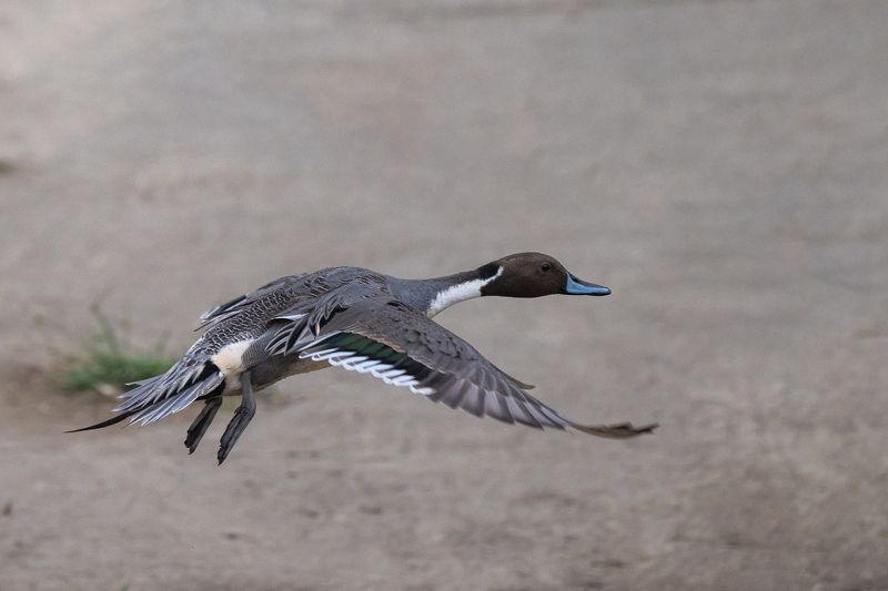 birds Northern Pintail фото превью