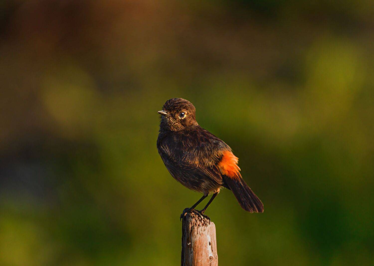 closeup, bird, birds, wild, wings, beauty, nature, swan, feather, spread, little sparrow,animal,animals,nikon,tailorbird,portrait,eyes,songbird, G N RAJA