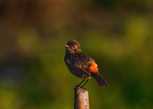 Birb