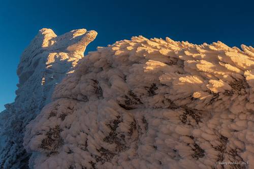 Pro «Верблюды» крупным планом