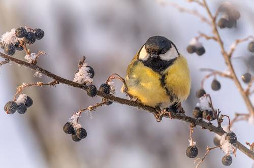 Синица и зимние ягоды.