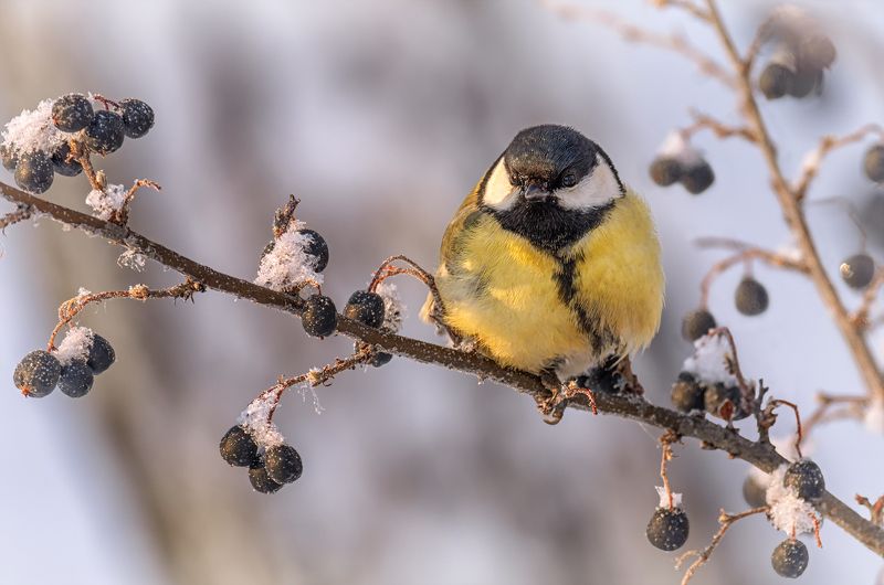 птица, большая синица, ягода, зима, Синица и зимние ягоды. фото превью