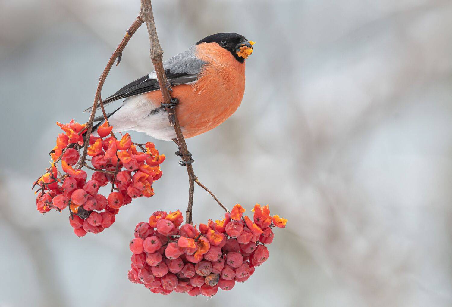 птицы,природа, зима, Андрей Киселёв
