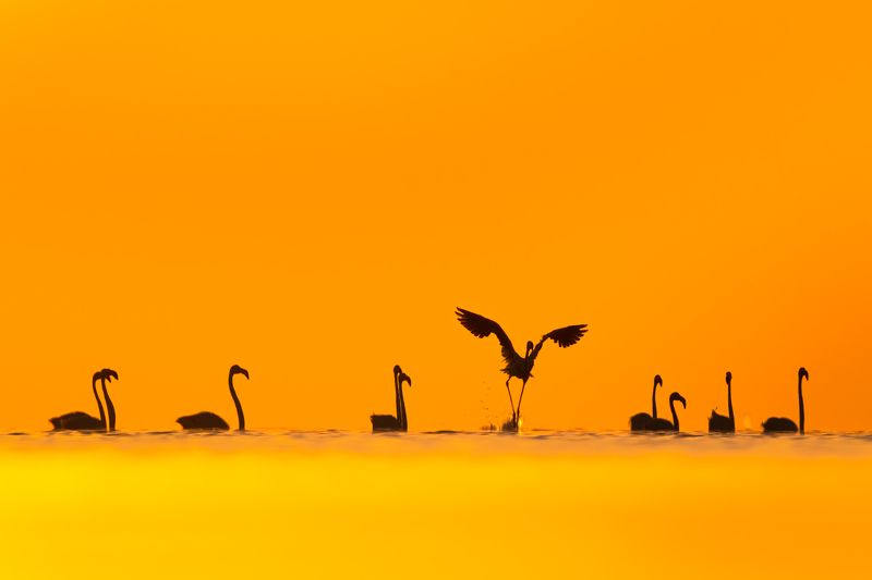 Greater Flamingos фото превью