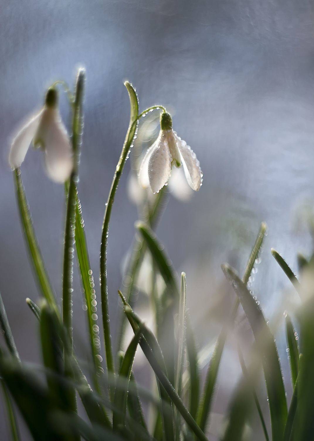 подснежники, завтра весна, боке,гелиос 44,беларусь, Горюкина Ирина