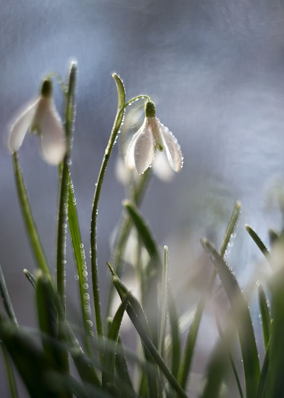подснежники, завтра весна, боке,гелиос 44,беларусь За полчаса до весны.. фото превью