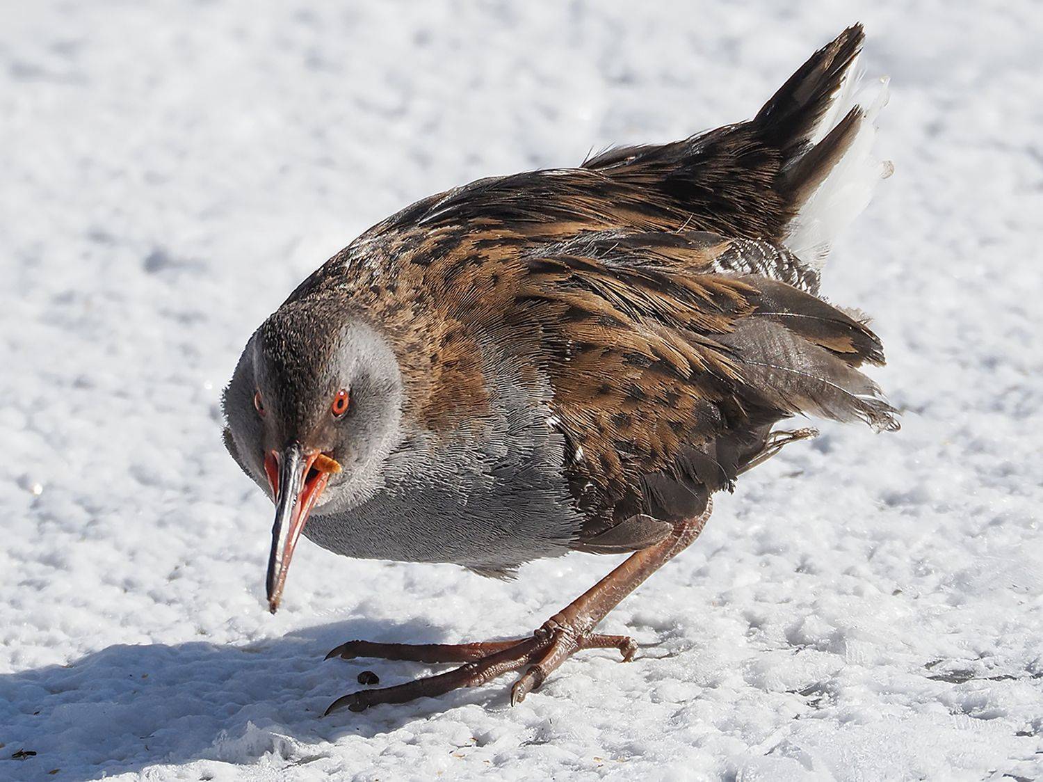 , Сергей Духанин