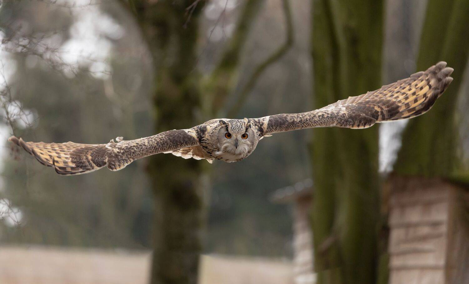 eurasian eagle owl, owl, birds, birds of prey, canon r6, wildlife, action, MARIA KULA