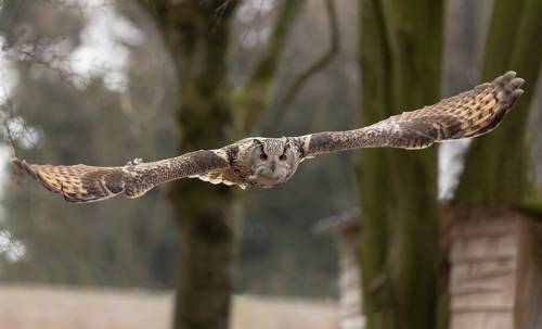 Eurasian Eagle Owl