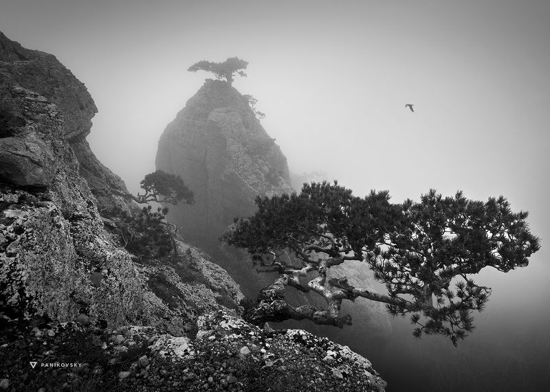 демерджи, крым, алушта, туман, горы, бонсай Где-то в тумане фото превью